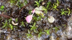 Utricularia striatula