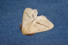 Trichophiala devylderi