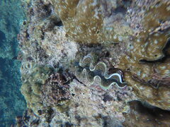 Tridacna