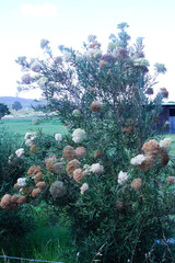 Buddleja saligna