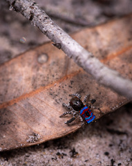 Maratus