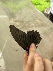 Papilio memnon heronus