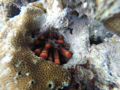 Heterocentrotus mamillatus