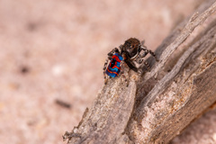 Maratus