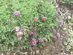 Trifolium wormskioldii