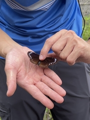 Euploea tulliolus koxinga