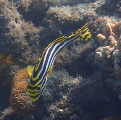 Plectorhinchus vittatus