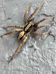 Venatrix pseudospeciosa