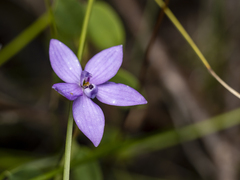 Glossodia minor