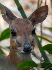 Nesotragus moschatus