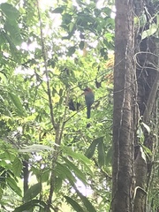 Baryphthengus martii