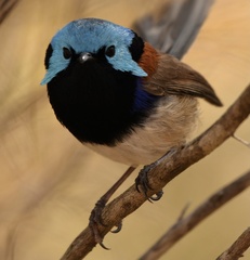 Malurus lamberti