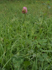 Trifolium pratense sativum