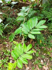 Millettia pachycarpa