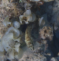 Epinephelus merra