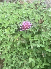 Trifolium wormskioldii
