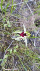 Caladenia stricta