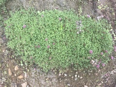 Trifolium wormskioldii