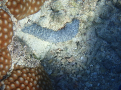 Holothuria