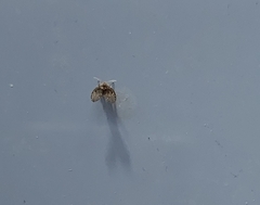 Clogmia albipunctata
