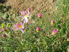 Senecio glastifolius
