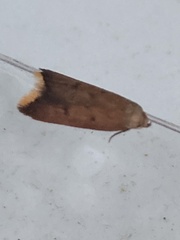 Tachystola acroxantha