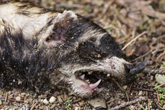 Mustela putorius
