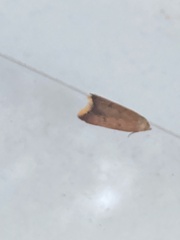 Tachystola acroxantha