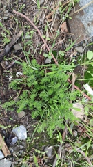 Sedum