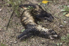Mustela putorius