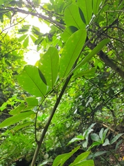 Millettia pachycarpa