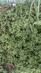 Portulaca oleracea