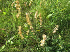Rhinanthus serotinus