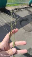 Eragrostis pectinacea