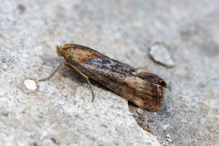 Ancylosis cinnamomella