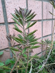 Kalanchoe × houghtonii