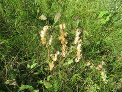 Rhinanthus serotinus