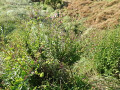 Senecio glastifolius