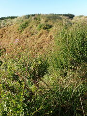 Senecio glastifolius