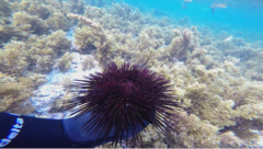 Echinoidea