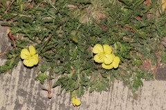 Oenothera pubescens