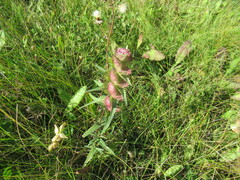 Rhinanthus serotinus