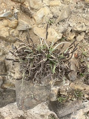Plantago maritima