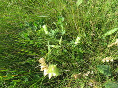 Rhinanthus serotinus