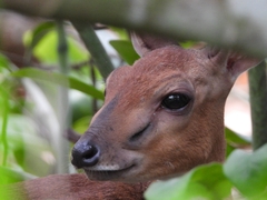 Nesotragus moschatus