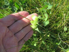Rhinanthus serotinus