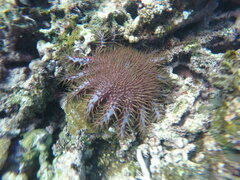 Acanthaster planci