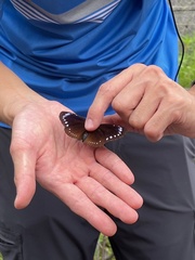 Euploea tulliolus koxinga