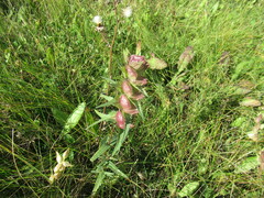 Rhinanthus serotinus
