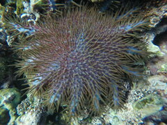 Acanthaster planci